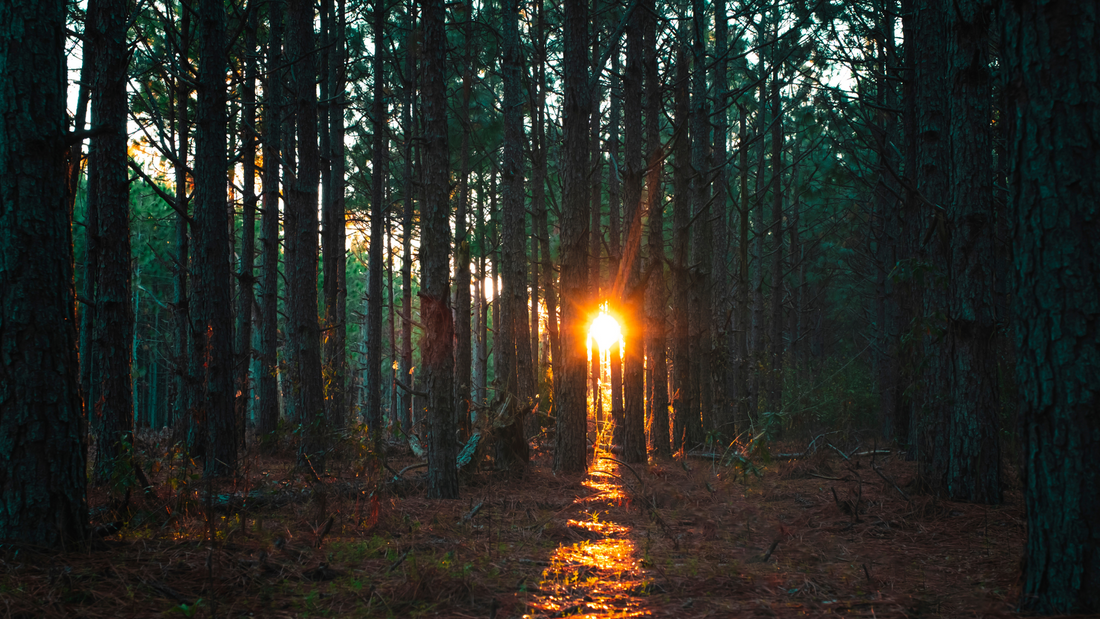 The 20 Unusual Ways to Reclaim Your Attention